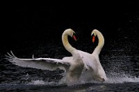 148 - SWANS AGAINST - MARCHI FRANCO - italy